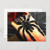 Psalmopoeus irminia briefkaart (Voorkant / Achterkant)