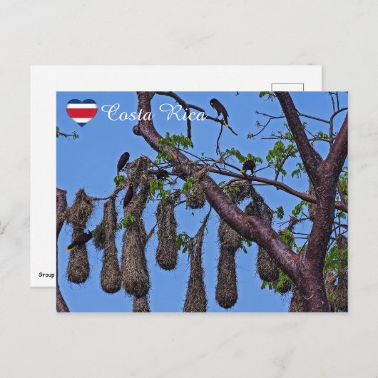 Psarocolius decumanus nestelen - Costa Rica Briefkaart (Voorkant / Achterkant)