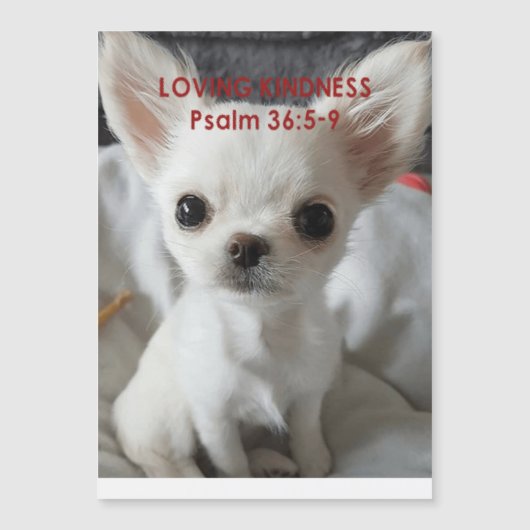 Psaume 36 Invitations Chihuahua (Devant)