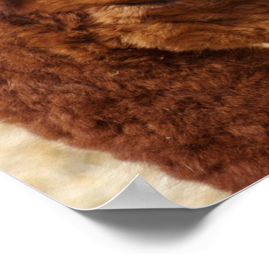 Psaume 46:10 Poster Alpaca (Coin)