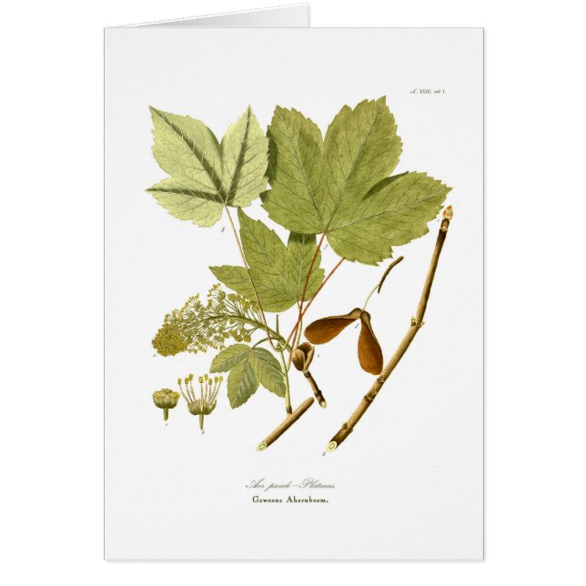 Pseudo-platanus d'Acer (Devant)