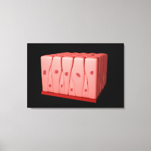Pseudostratified Columnar Epithelium Canvas Afdruk