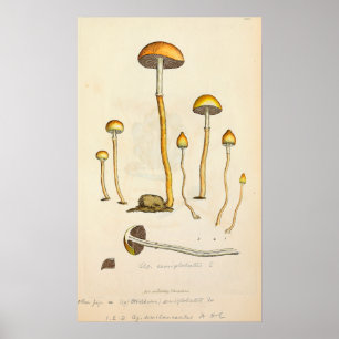 Psilocmay semilanceata Mushroom Illustratie Poster