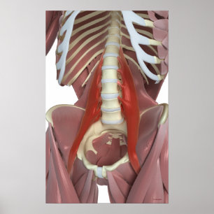 Psoas Major Poster