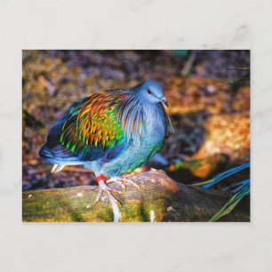 Psychedelic bird van Audubon Zoo Briefkaart