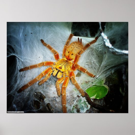 Pterinochilus murinus poster (Voorkant)