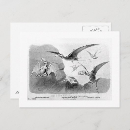 Pterodactyles briefkaart (Voorkant / Achterkant)