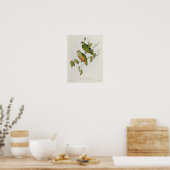 Ptilinopus Ewingii Poster (Keuken)