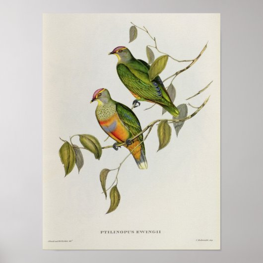 Ptilinopus Ewingii Poster (Voorkant)