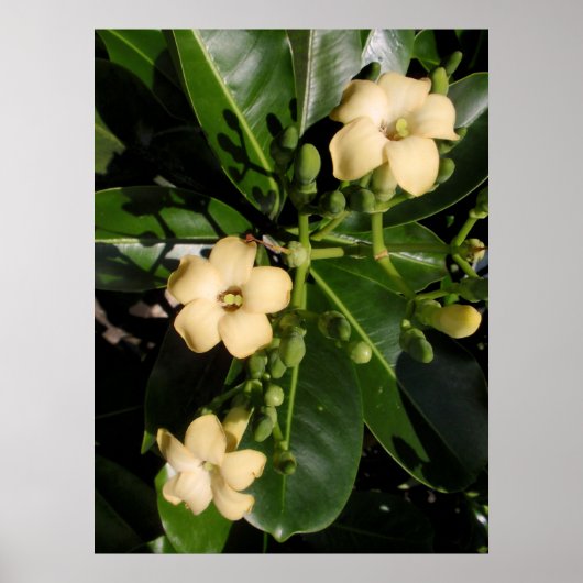 Puakenikeni Poster (Voorkant)