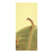 Publicitaire Carte rack de congé vert (Dos)