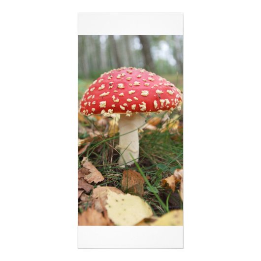 Publicitaire Carte rack Red Fly Agaric (Devant)