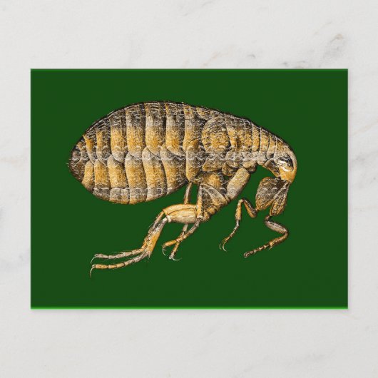 PUCE BRIEFKAART (Voorkant)