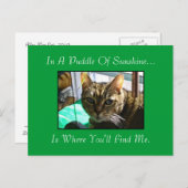 Puddle De Sunshine Carte Postale (Devant / Derrière)