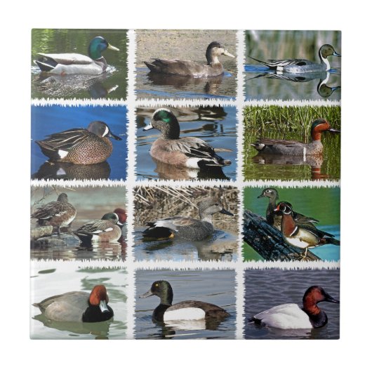 Puddle Ducks Logo Tegeltje (Voorkant)