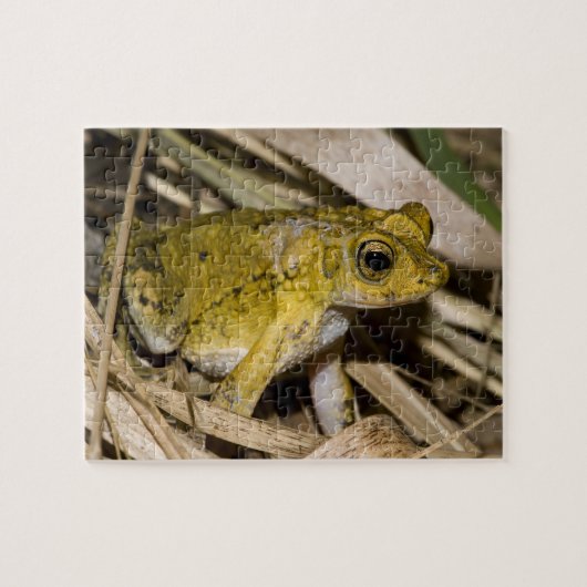 Puerto Rican Crested Toad Legpuzzel (Horizontaal)