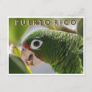 Puerto Rican Parrot Briefkaart