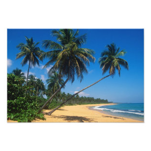 Puerto Rico, Isla Verde, palmbomen. Foto Afdruk