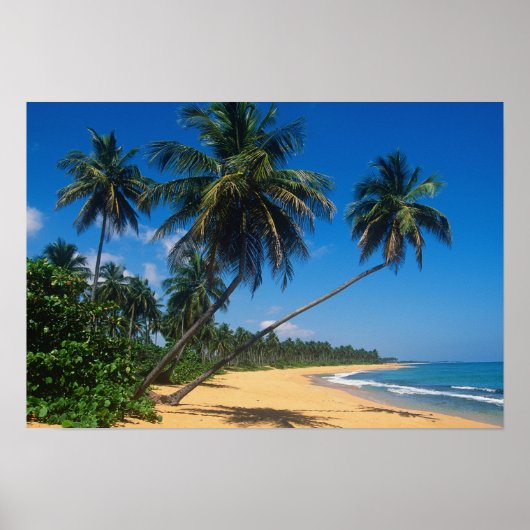 Puerto Rico, Isla Verde, palmbomen. Poster (Voorkant)