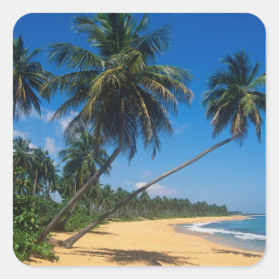 Puerto Rico, Isla Verde, palmbomen. Vierkante Sticker