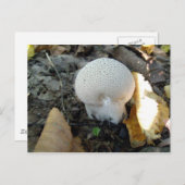 Puffball paddenstoel Briefkaart (Voorkant / Achterkant)