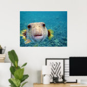 Puffer fish Arothron Hispidus Poster (Thuiskantoor)