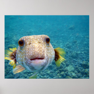 Puffer fish Arothron Hispidus Poster