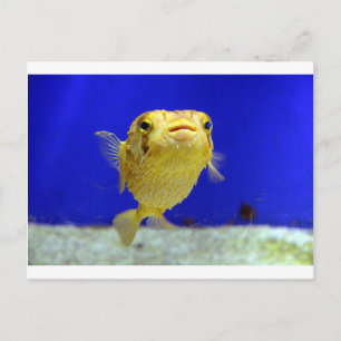Puffer Fish Briefkaart