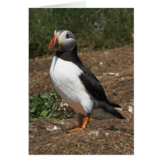 Puffin