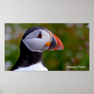 Puffin-afbeelding voor Poster