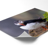 Puffin bird in Iceland Poster (Hoek)