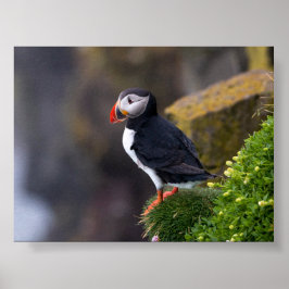 Puffin bird in Iceland Poster