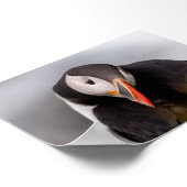 Puffin bird in Iceland Poster (Hoek)