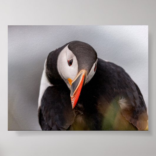 Puffin bird in Iceland Poster (Voorkant)