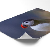 Puffin bird in Iceland Poster (Hoek)
