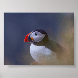 Puffin bird in Iceland Poster