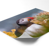 Puffin bird in Iceland Poster (Hoek)