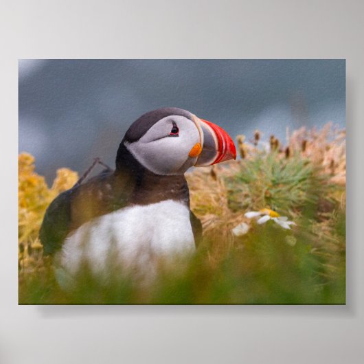 Puffin bird in Iceland Poster (Voorkant)