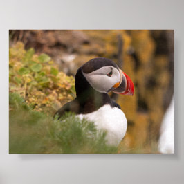 Puffin bird in Iceland Poster