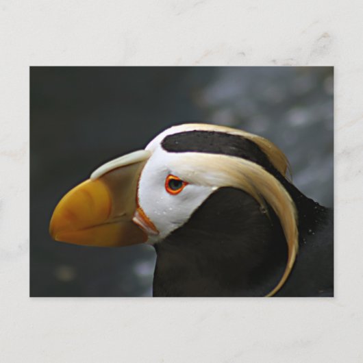 Puffin Briefkaart (Voorkant)