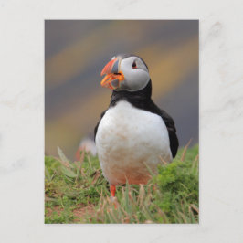 Puffin Briefkaart