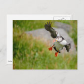 Puffin-briefkaart Briefkaart (Voorkant / Achterkant)