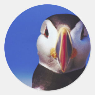 Puffin close-up ronde sticker