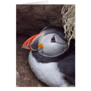 Puffin dans un bourgeon