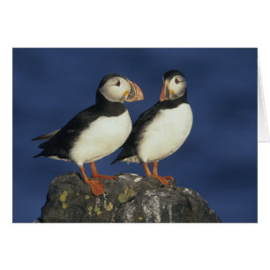 Puffin de l'Atlantique