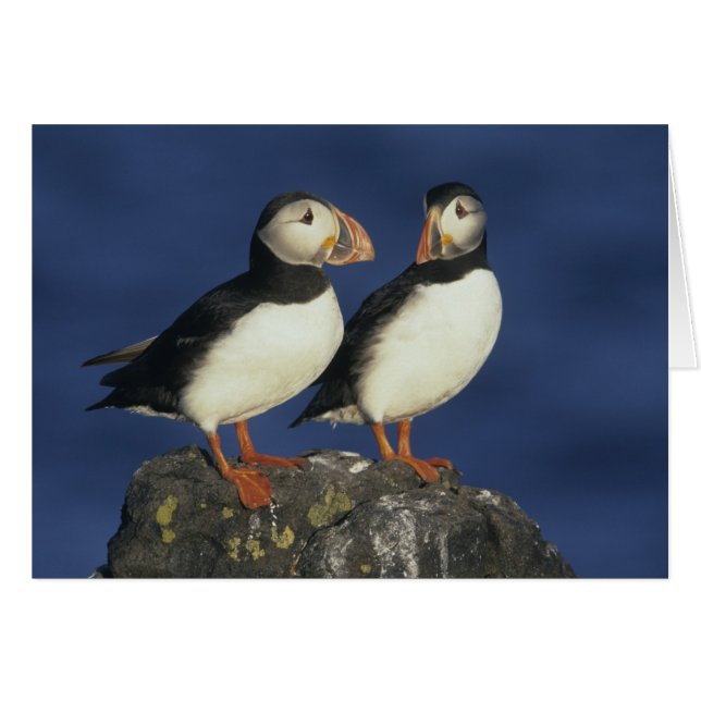 Puffin de l'Atlantique (Devant horizontal)