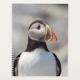 Puffin de l'Atlantique 2024 dans le Maine