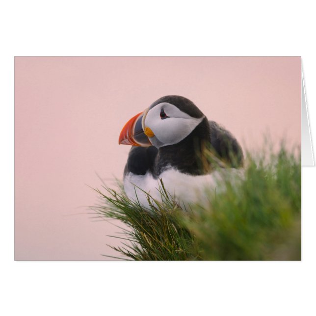 Puffin de l'Atlantique (Fratercula arctica) (Devant horizontal)