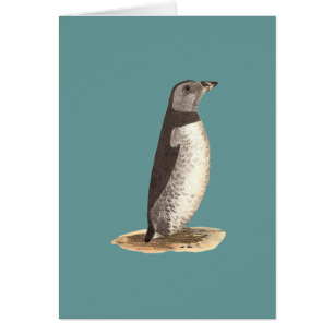 Puffin de l'Atlantique (Puffin de l'Arctique) Frat