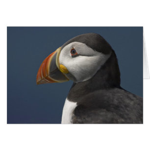 Puffin et ciel bleu